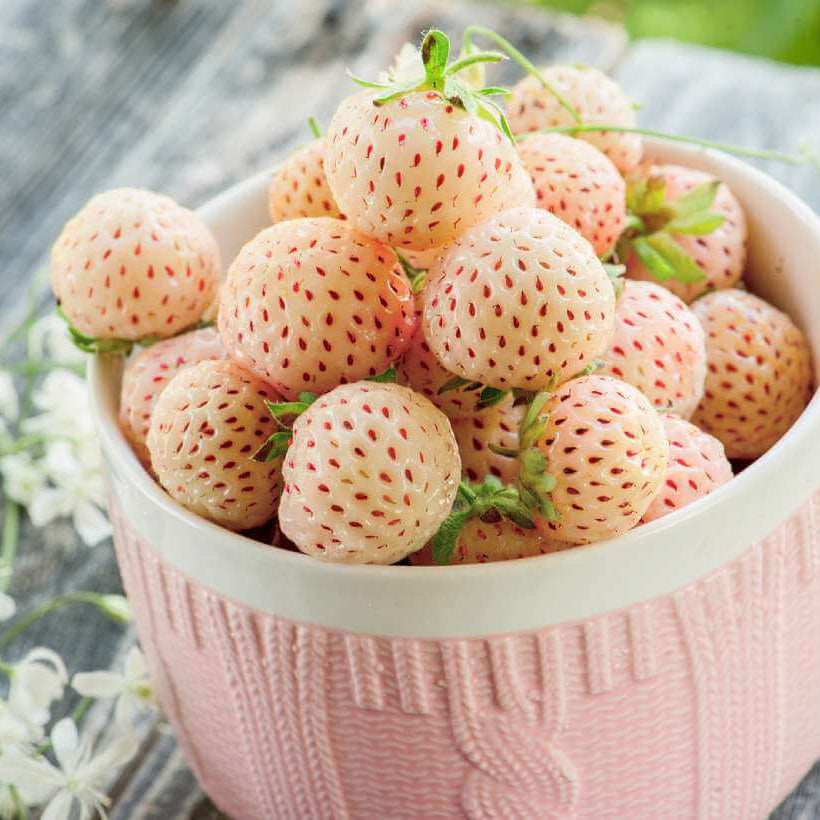 Strawberry Seeds – Pineberry