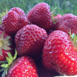 Strawberry Seeds – Pink