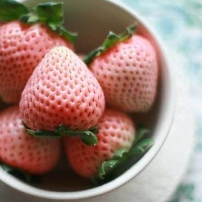 Strawberry Seeds – Rosy Pink