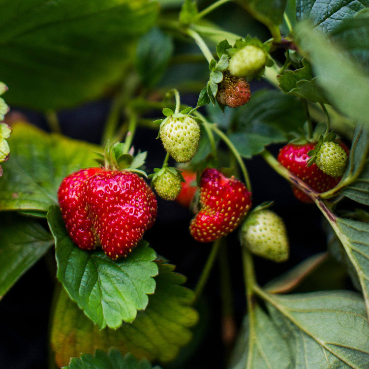 Strawberry Seeds - All In One For Home Gardens