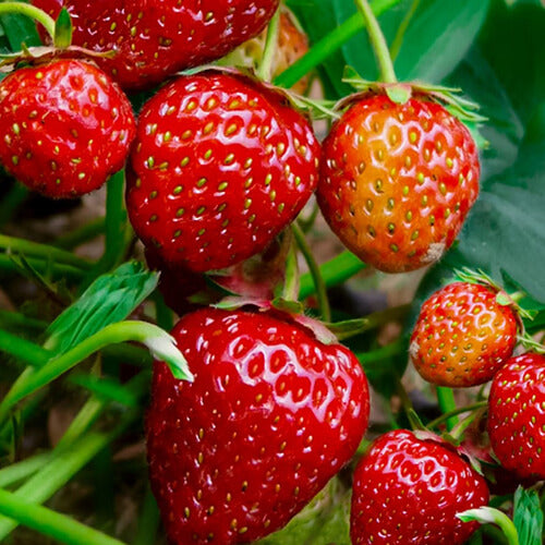 Strawberry Seeds - All In One For Home Gardens