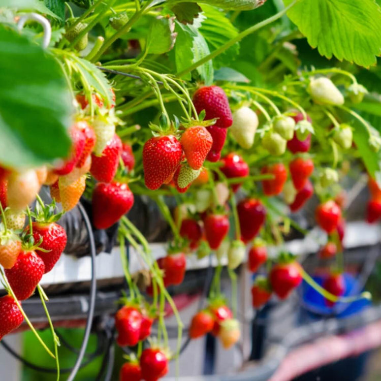 Strawberry Seeds - All In One For Home Gardens