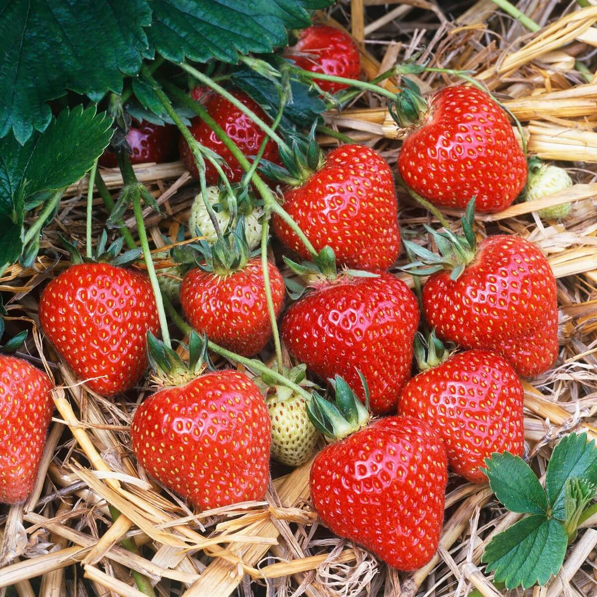 Strawberry Seeds – Albion
