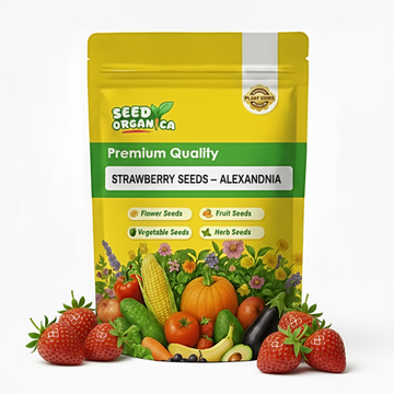 Strawberry Seeds – Alexandria