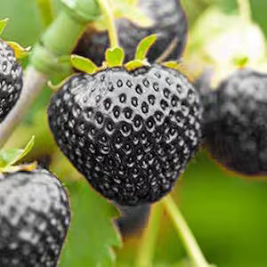 Strawberry Seeds – Black