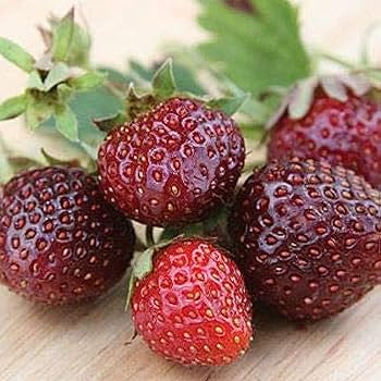 Strawberry Seeds – Burgundy