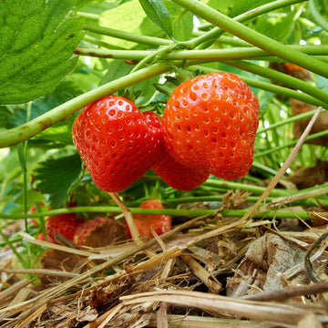 Strawberry Seeds – Eversweet Everbearing