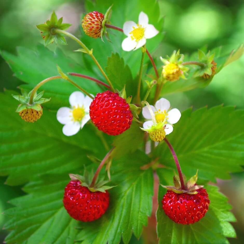 Strawberry Seeds – Fragaria vesca