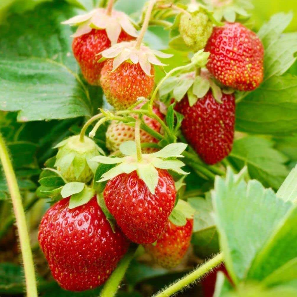 Strawberry Seeds – Giant
