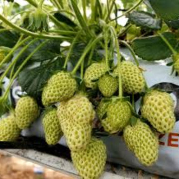 Strawberry Seeds – Light Green