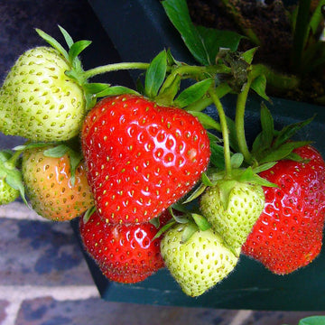 Strawberry Seeds – Ozark Beauty