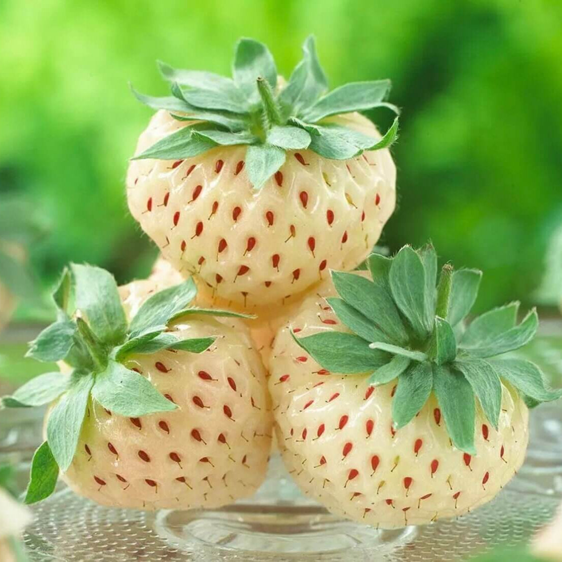 Strawberry Seeds – Pineberry