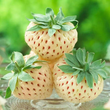 Strawberry Seeds – Pineberry