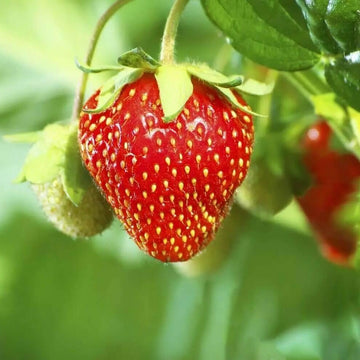 Strawberry Seeds – Red