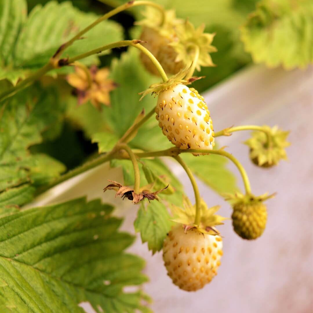 Strawberry Seeds – Yellow Wonder Alpine