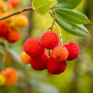 Strawberry Tree Seeds – Arbutus unedo