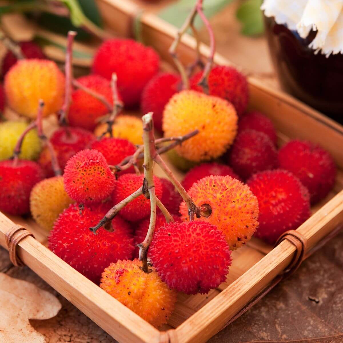 Strawberry Tree Seeds – Arbutus unedo Mixed