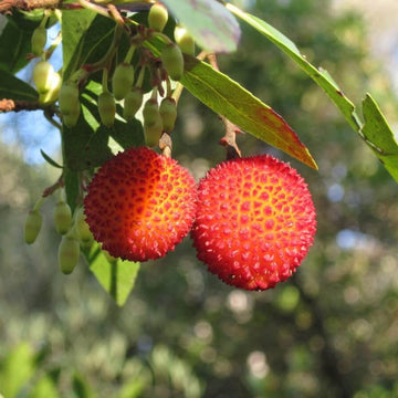 Strawberry Tree Seeds – Arbutus unedo
