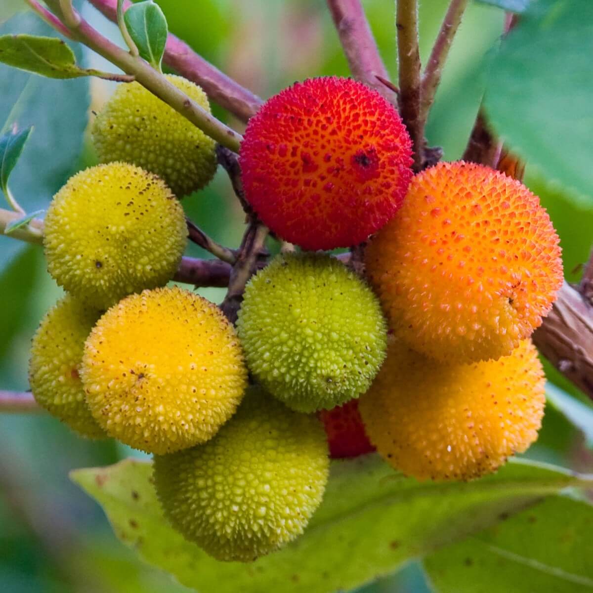 Strawberry Tree Seeds – Arbutus unedo Mixed