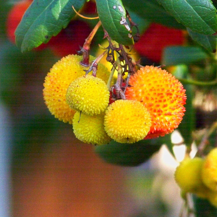 Strawberry Tree Seeds – Yellow Arbutus Unedo