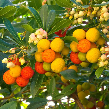 Strawberry Tree Seeds – Yellow Arbutus Unedo