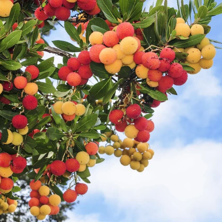 Strawberry Tree Seeds – Yellow Arbutus Unedo