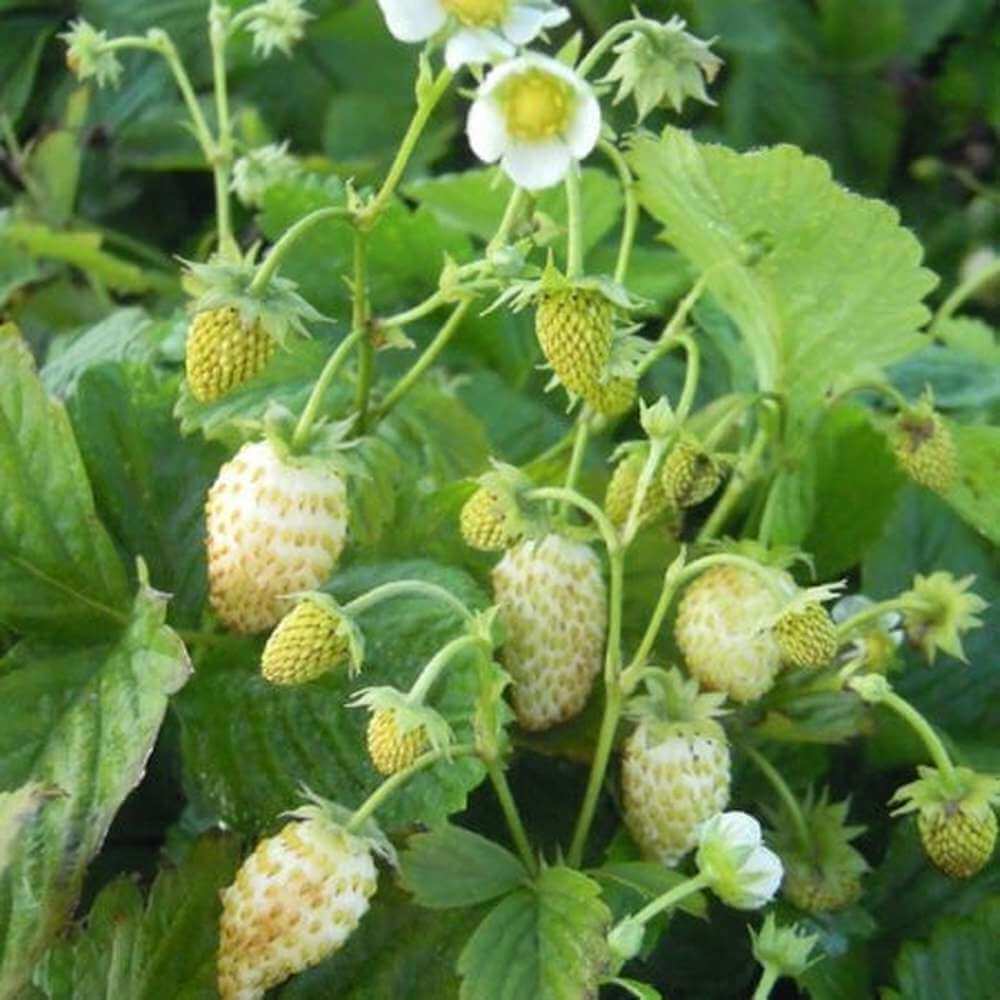 Strawberry Seeds – White Alpine