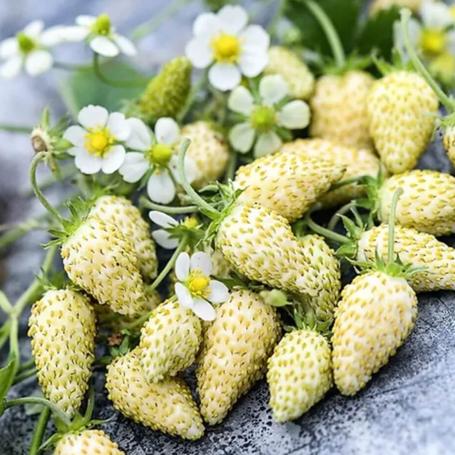 Strawberry Seeds – White Alpine