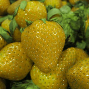 Strawberry Seeds – Yellow