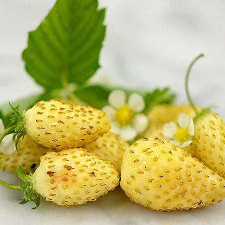 Strawberry Seeds – Yellow Wonder Alpine