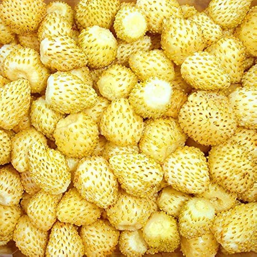 Strawberry Seeds – Yellow Wonder Alpine