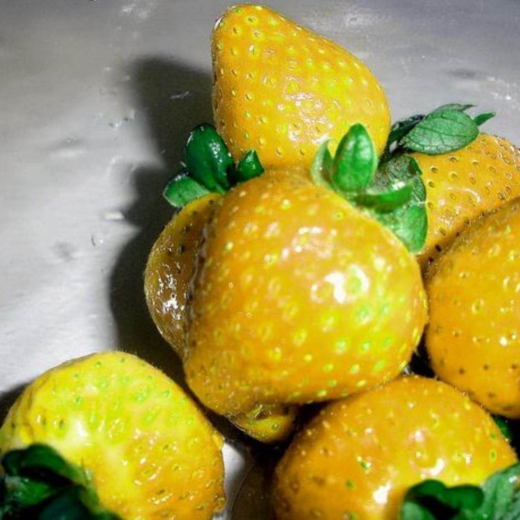 Strawberry Seeds – Yellow