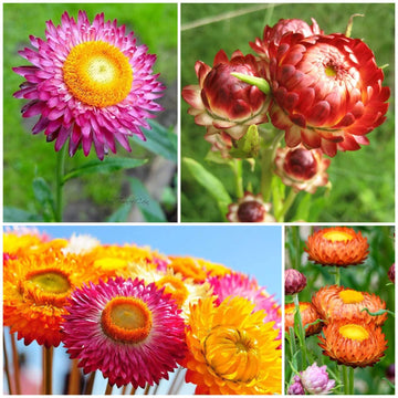 Strawflower Seeds - All In One For Home Gardens