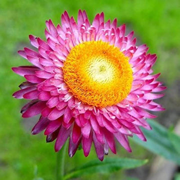 Strawflower Seeds - All In One For Home Gardens