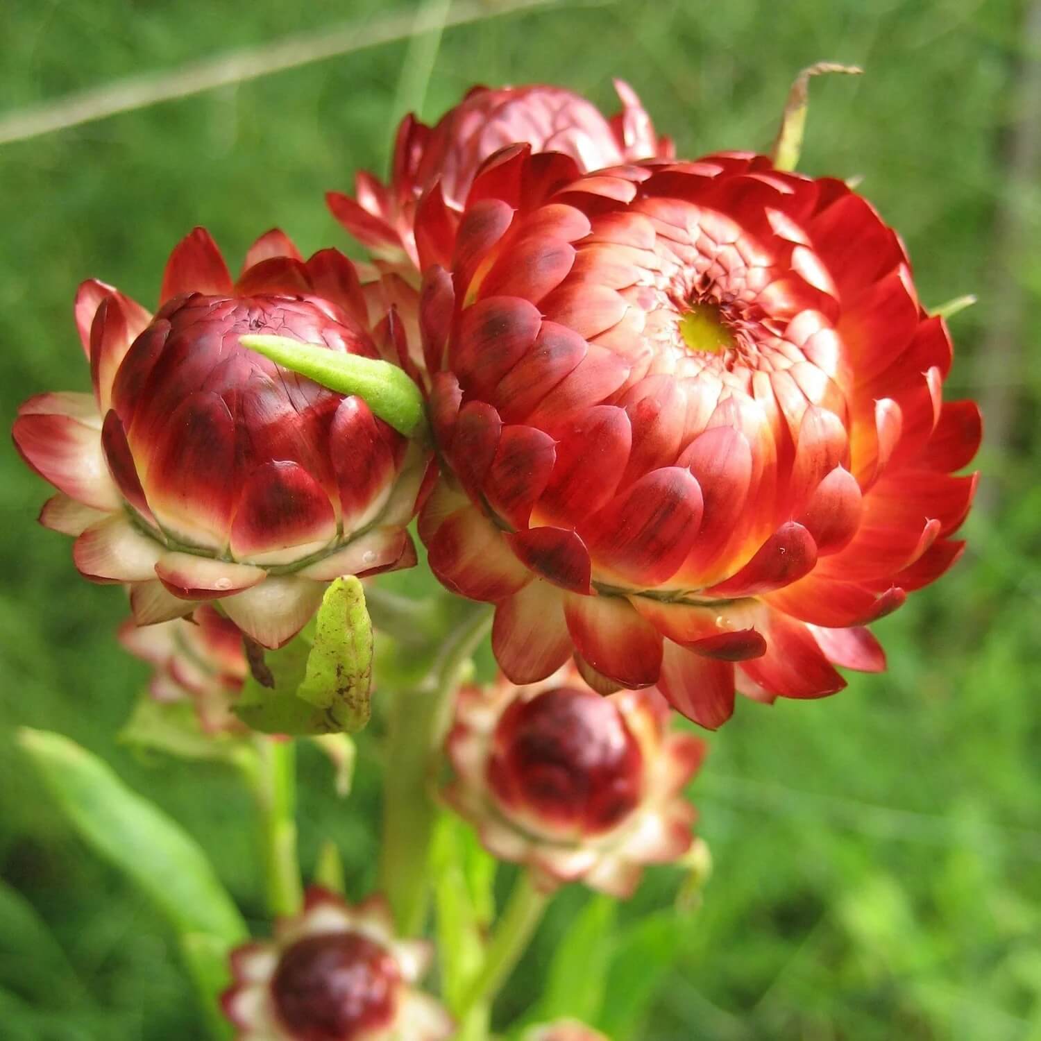 Strawflower Seeds - All In One For Home Gardens