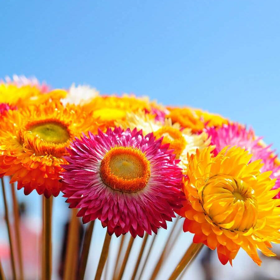 Strawflower Seeds - All In One For Home Gardens