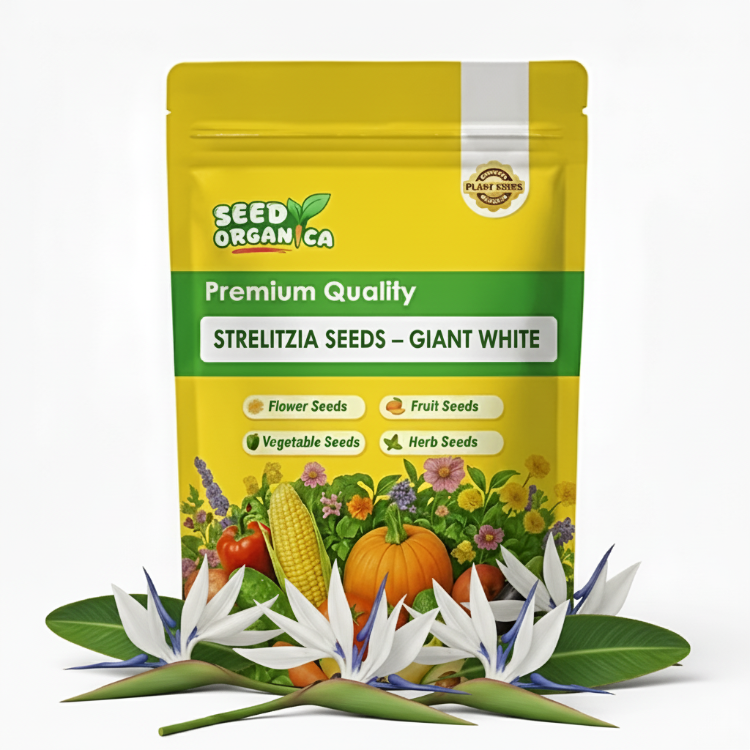 Strelitzia Seeds – Giant White