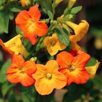 Streptosolen Seeds – Wildflower