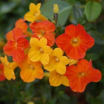 Streptosolen Seeds – Wildflower