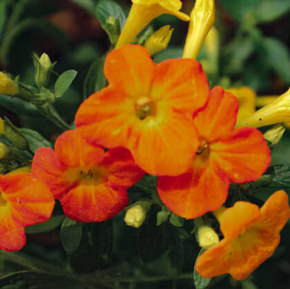 Streptosolen Seeds – Wildflower