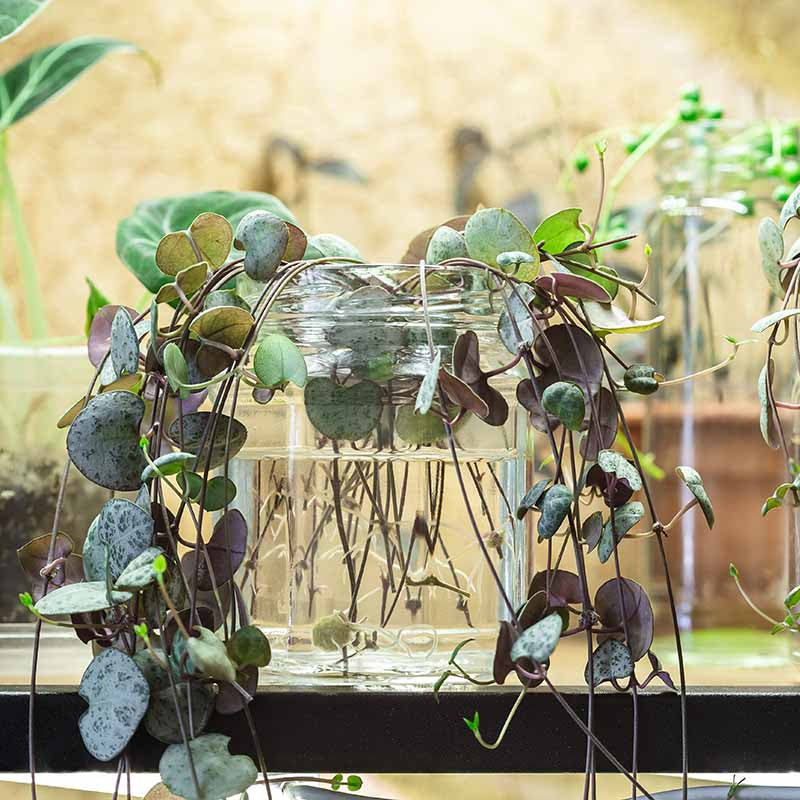 String of Hearts Seeds - Flower Plant For Home Gardens