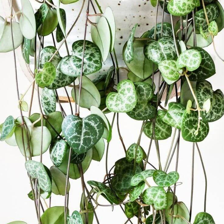 String of Hearts Seeds - Flower Plant For Home Gardens