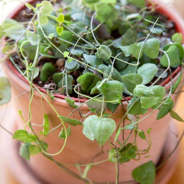 String of Hearts Seeds - Flower Plant For Home Gardens