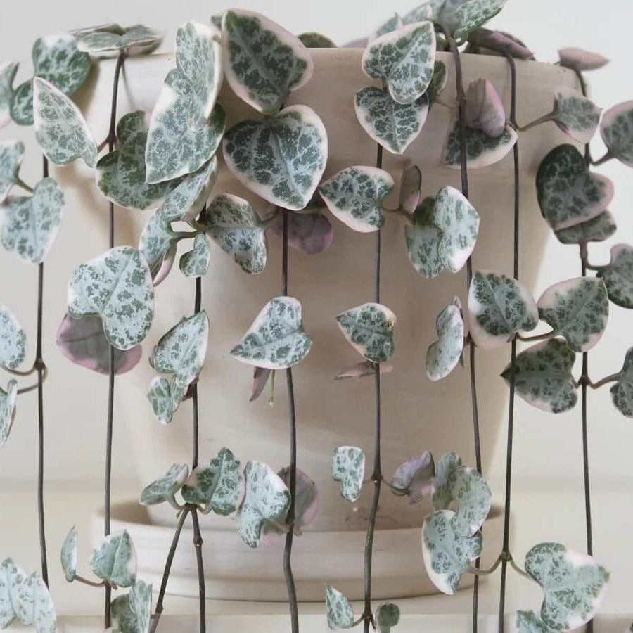 String of Hearts Seeds - Flower Plant For Home Gardens