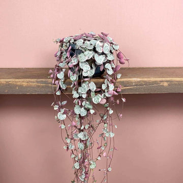 String of Hearts Seeds - Flower Plant For Home Gardens