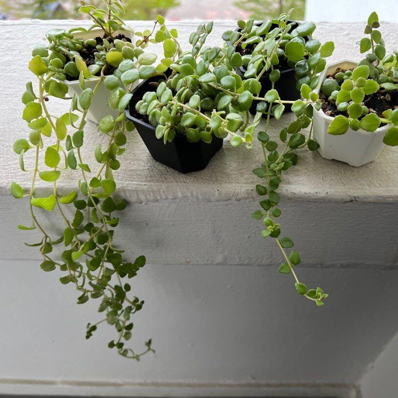 String of Hearts Seeds - Flower Plant For Home Gardens