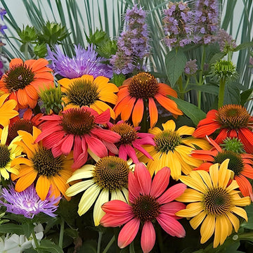 Strong Growth Echinacea Seeds