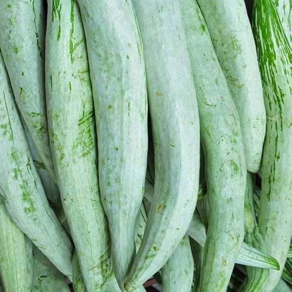 Suakwa Snake Gourd Seeds