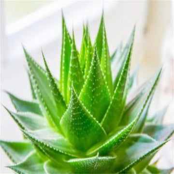 Succulent Seeds - All In One For Home Gardens