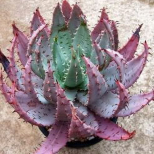 Succulent Seeds - All In One For Home Gardens